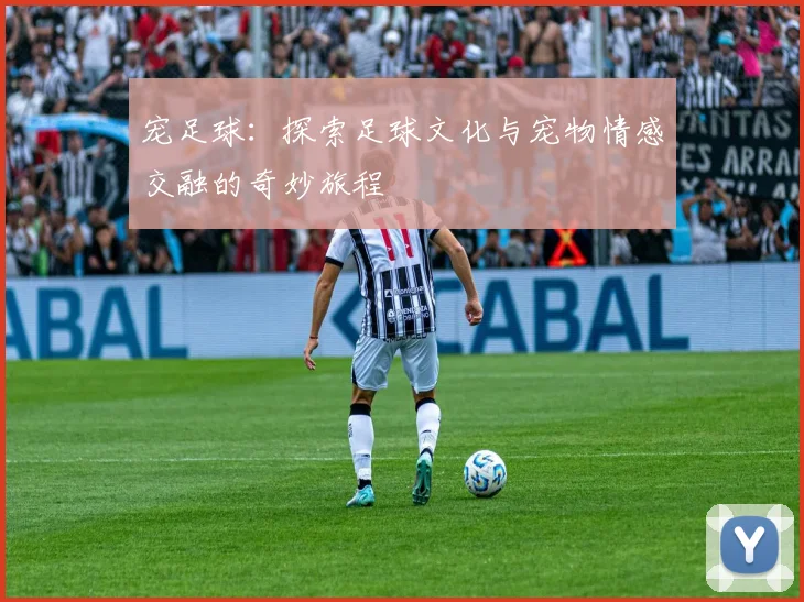 宠足球：探索足球文化与宠物情感交融的奇妙旅程